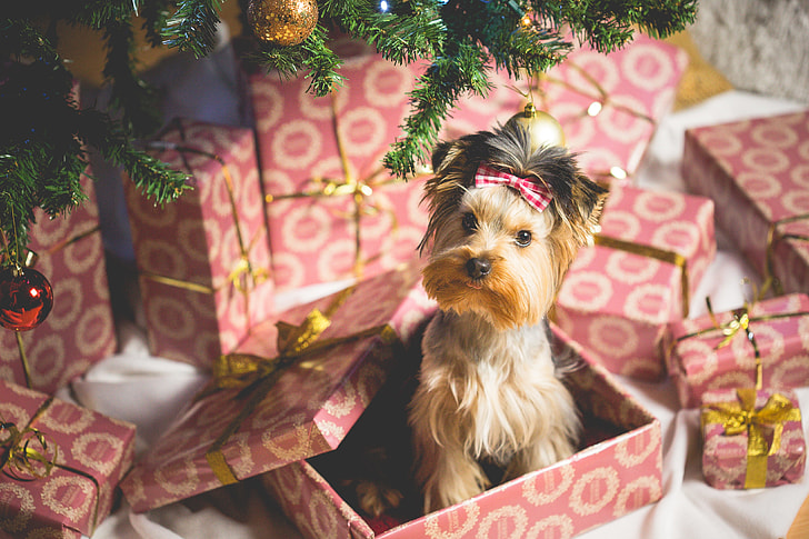 https://www.pickpik.com/cute-puppy-christmas-present-surprise-christmas-christmas-evening-79508