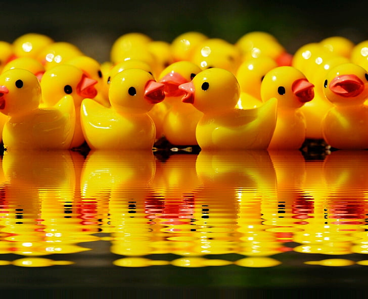 	
https://www.pickpik.com/yellow-rubber-duckies-ground-daytime-objects-lazy-73746 