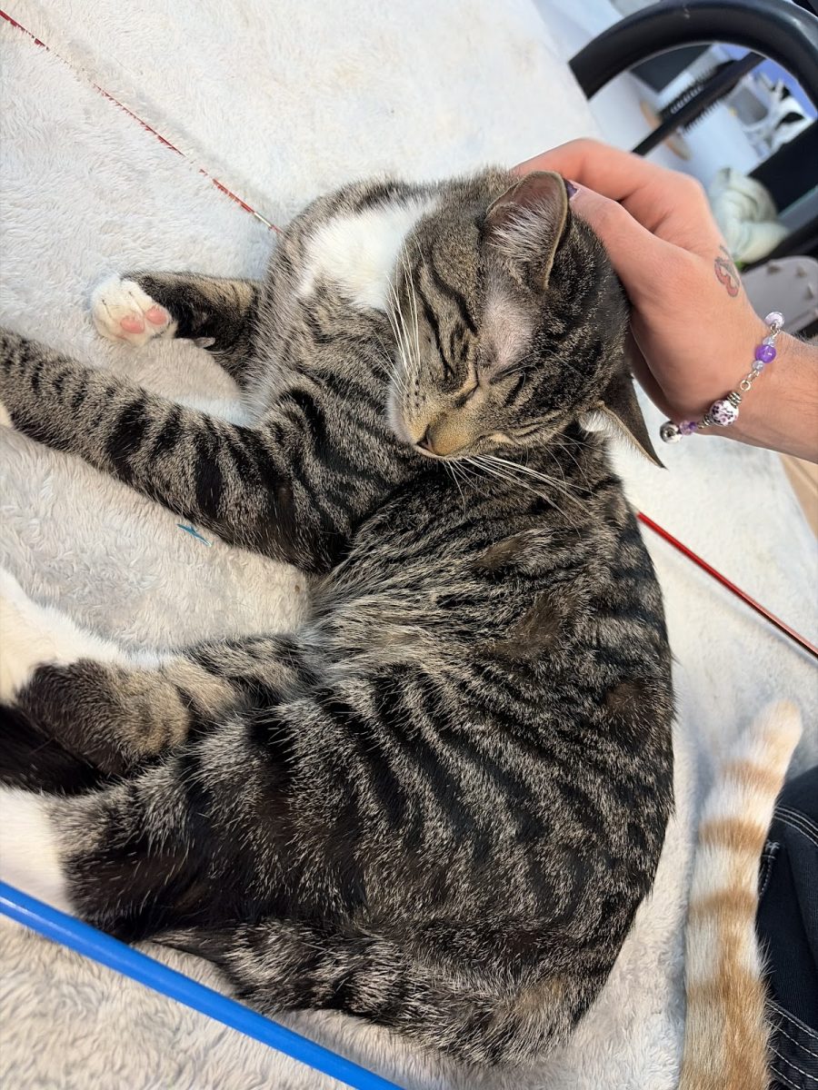 A Purrfect Cat Cafe