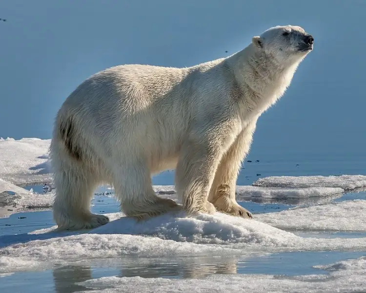 https://animalia.bio/polar-bear 