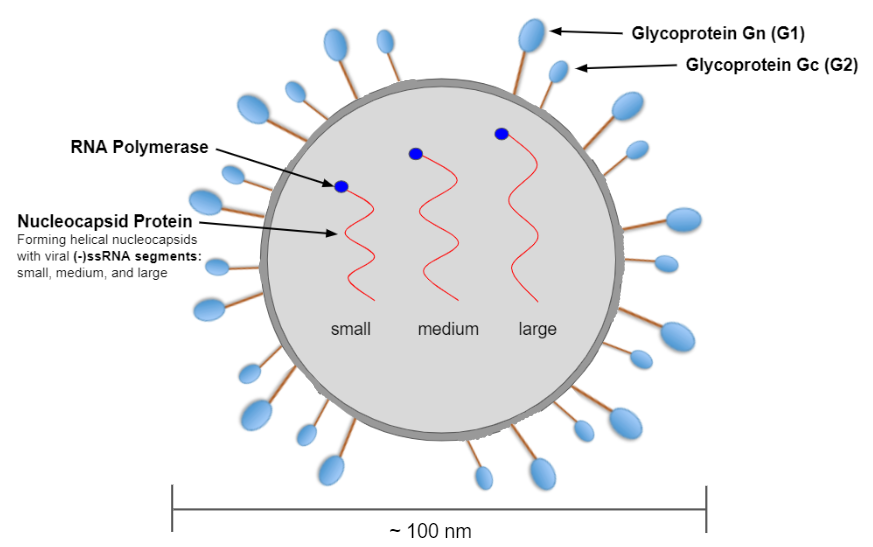 https://commons.wikimedia.org/wiki/File:Andes_orthohantavirus_Genus_Structure.png